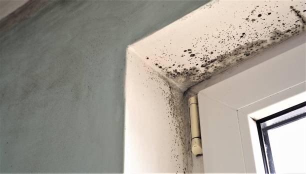 Best Attic Mold Removal  in Oxford, IN