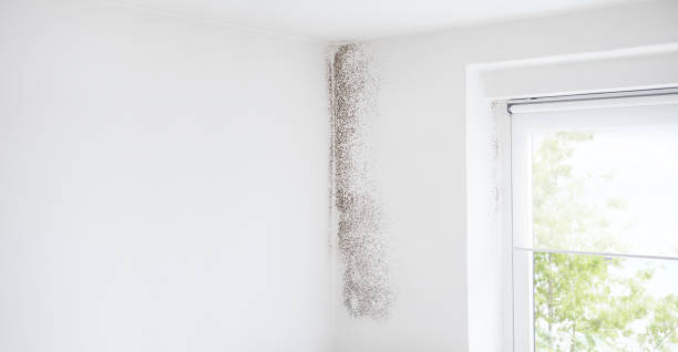 Best Residential Mold Inspection & Testing  in Oxford, IN