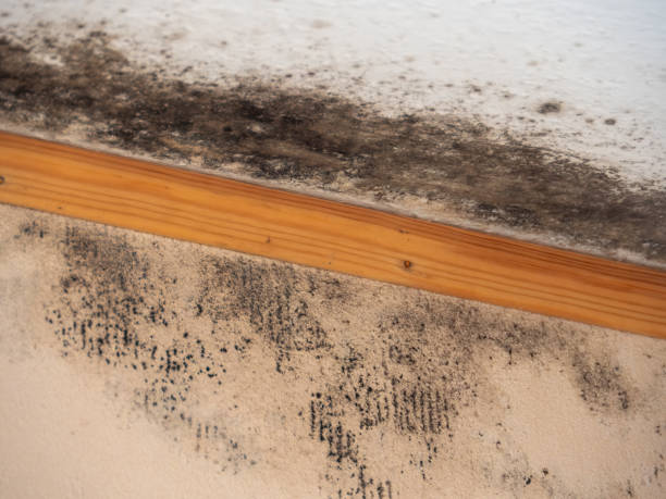 Best Mold Documentation for Insurance Claims  in Oxford, IN