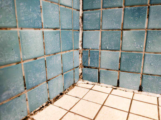 Mold Odor Removal Services in Oxford, IN