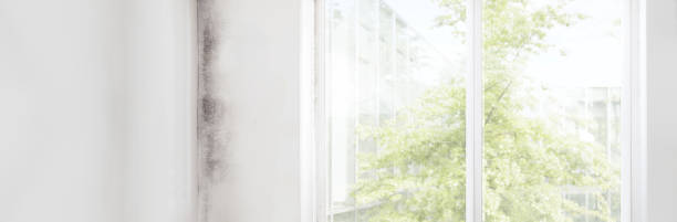 Best Comprehensive Air Testing for Mold Contaminants  in Oxford, IN