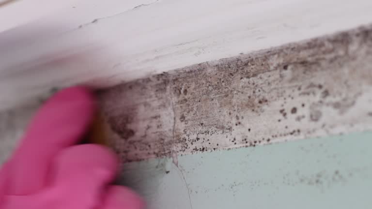 Best Post-Construction Mold Inspection  in Oxford, IN